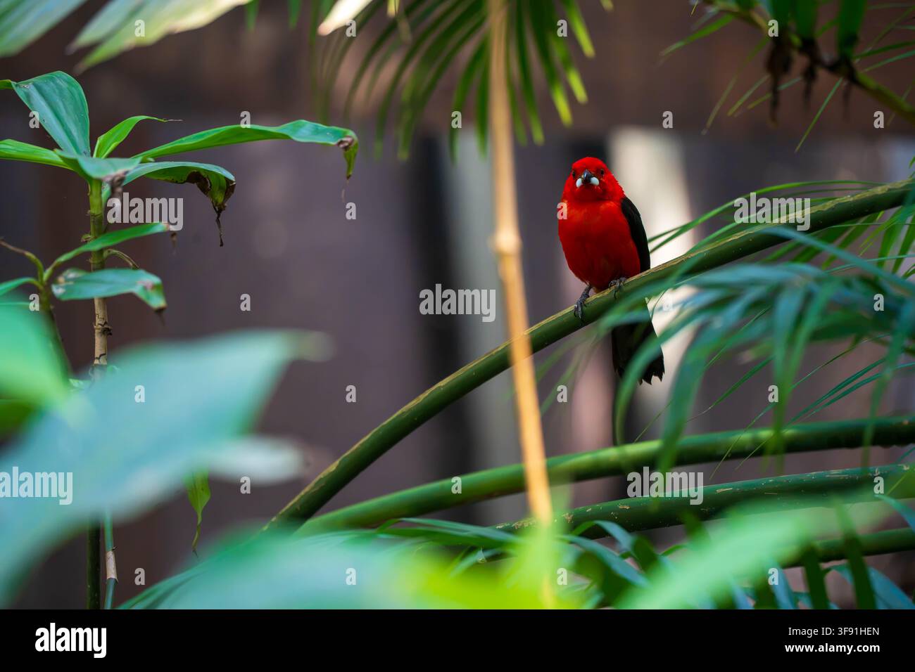 Un uccello rosso acceso con ali nere si appollaia con grazia su un ramo verde tra lussureggianti foglie tropicali, il suo colore vivace si distingue magnificamente. Foto Stock