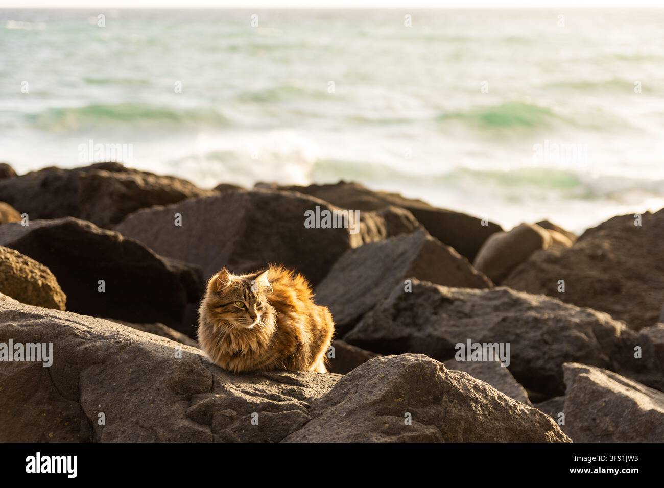 Gatto carino sdraiato sui rocce in riva al mare durante il tramonto nelle Azzorre. Foto Stock
