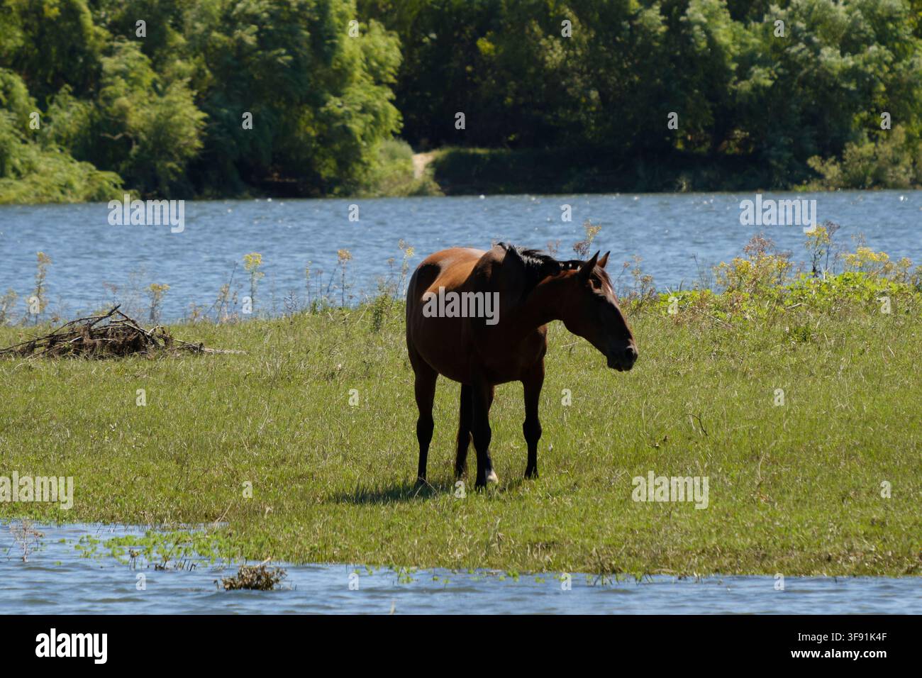 Cavallo marrone in piedi in un prato erboso accanto a un ampio fiume in una giornata soleggiata Foto Stock