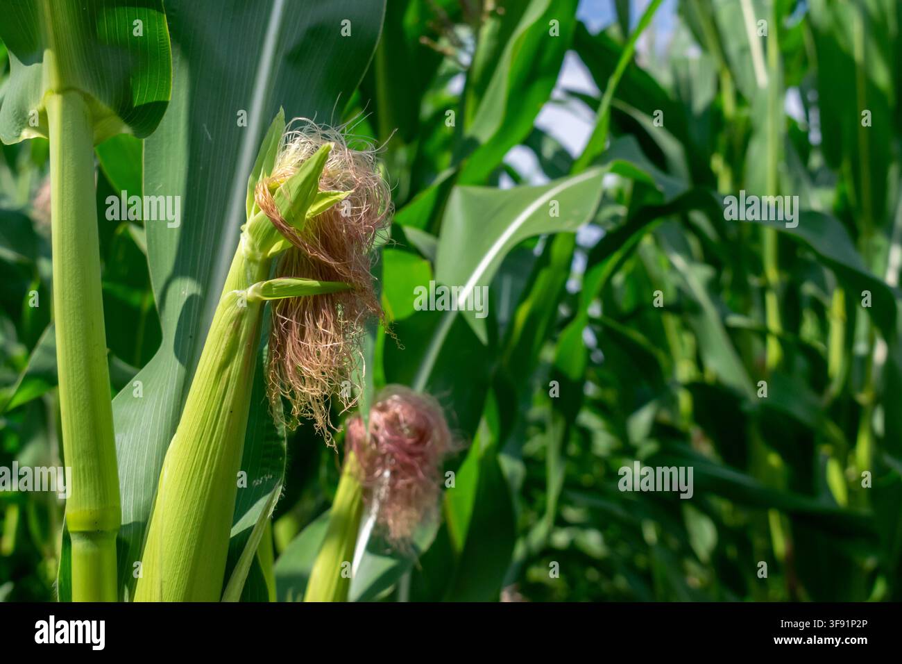 Giovane spiga di mais che cresce in un campo agricolo Foto Stock