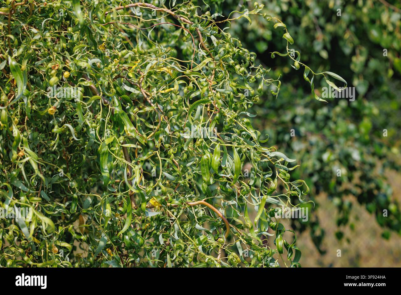 Vista ravvicinata di rami di salice a cavatappi con fogliame verde arricciato in estate Foto Stock