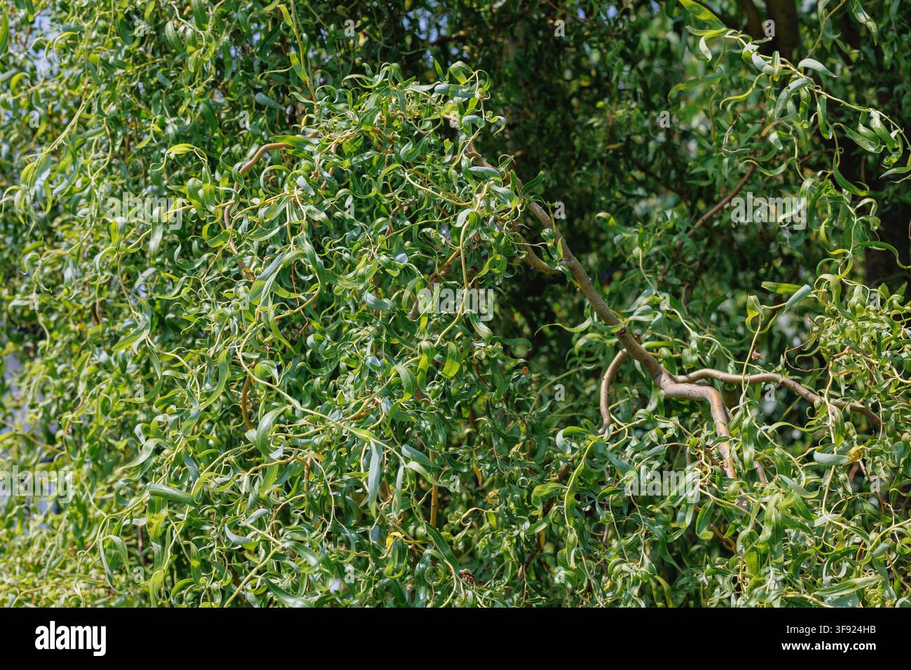 Foglie verdi e rami contorti di un salice a cavatappi alla luce del sole Foto Stock