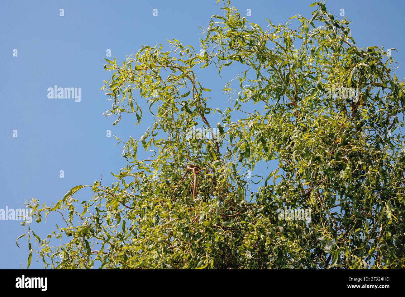 Corona di salice a forma di cavatappi contro un cielo estivo blu chiaro con spazio libero Foto Stock