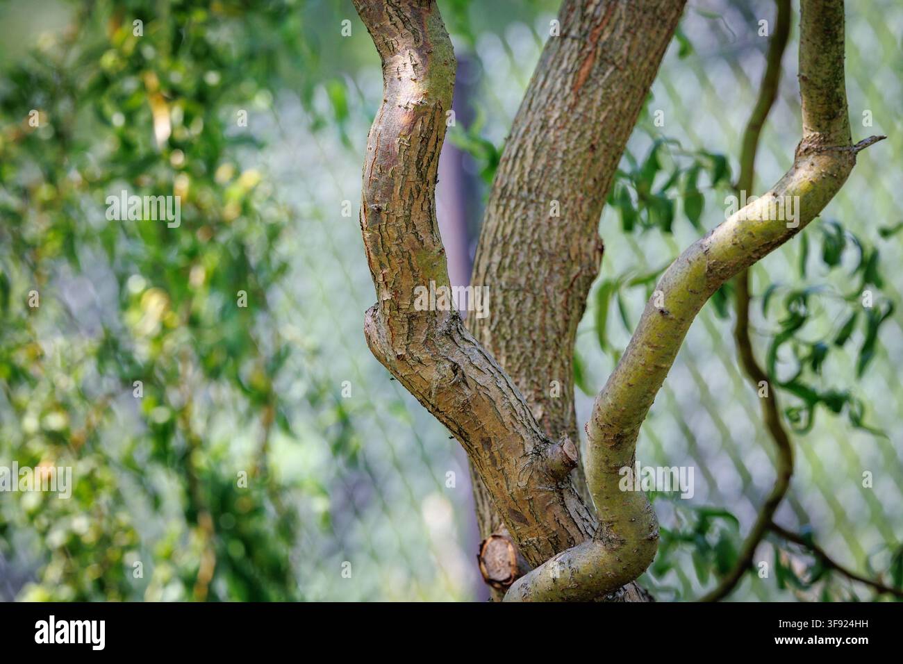 Tronco e rami contorti di un salice a cavatappi in un giardino Foto Stock
