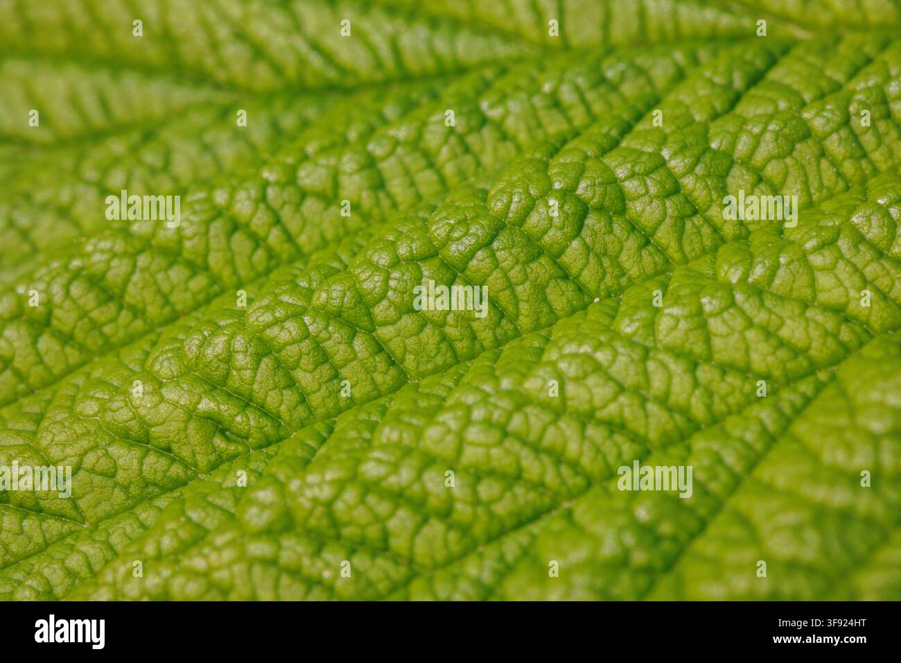 Macro di una foglia di lampone verde con venature e texture dettagliate Foto Stock