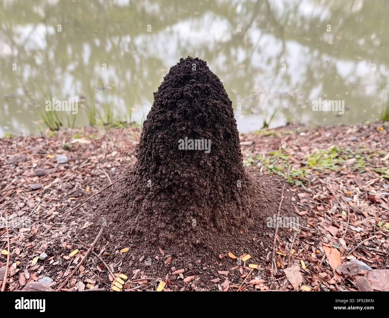 Un piccolo tumulo di formiche o termiti sul terreno vicino a una riva Foto Stock