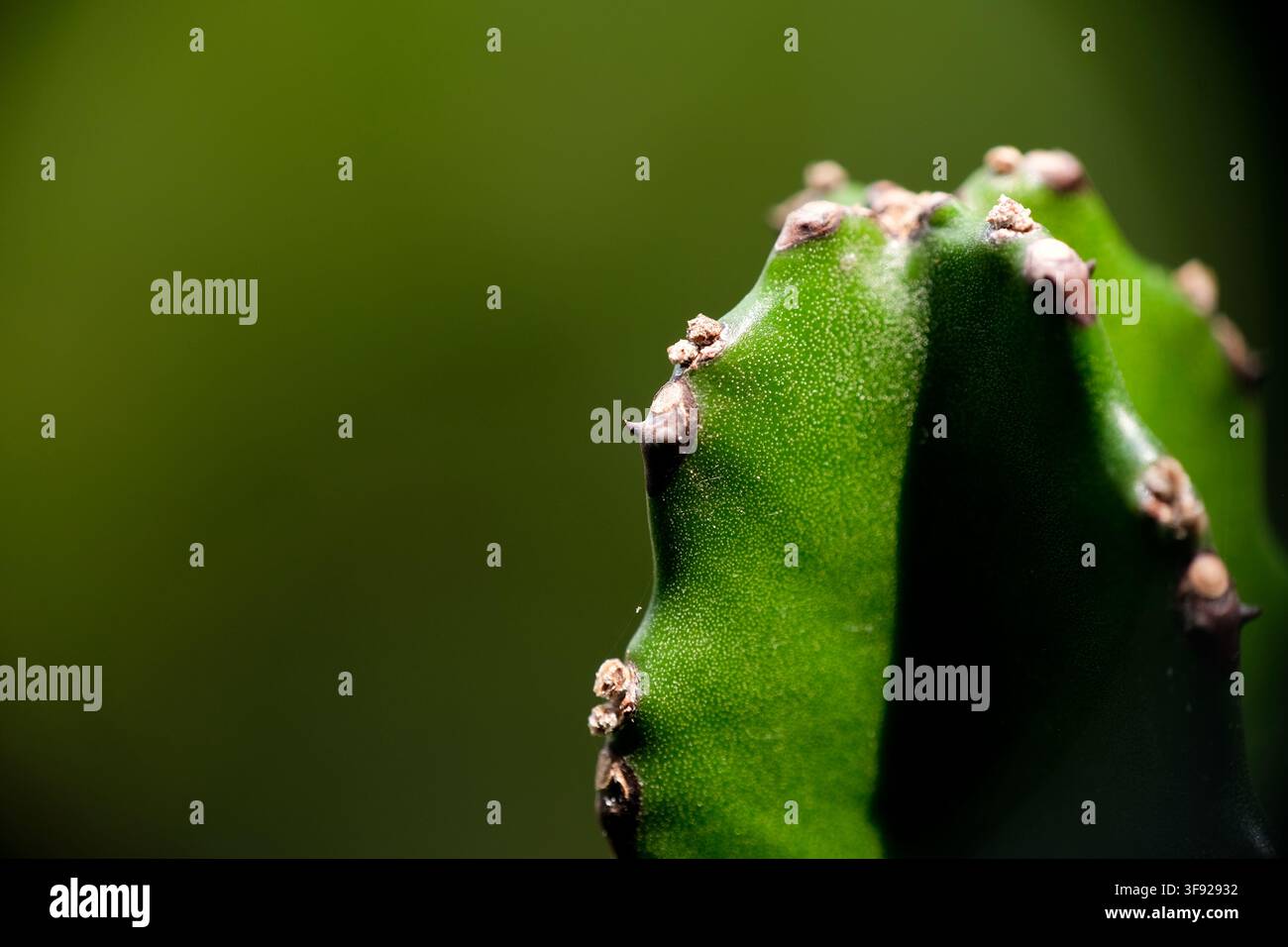Macro close-up della texture dello stelo di cactus verde alla luce naturale Foto Stock