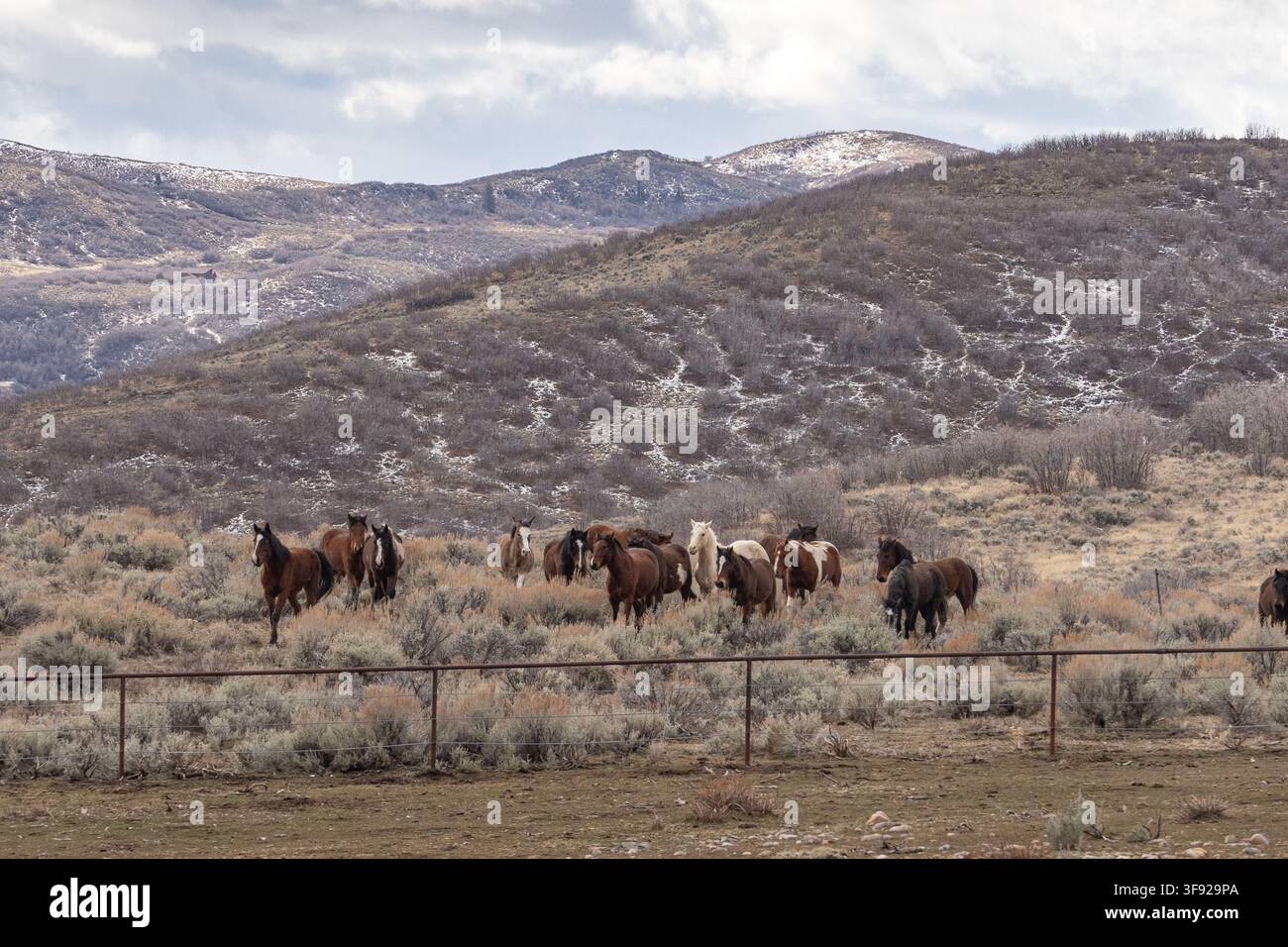 Mandria di cavalli selvaggi in un paesaggio invernale Foto Stock