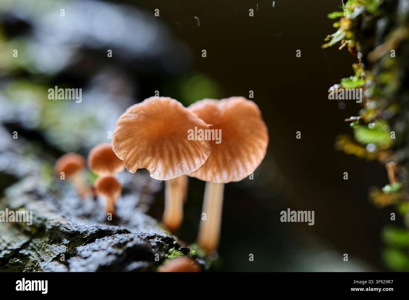 Piccoli funghi delicati che crescono su legno muschioso Foto Stock