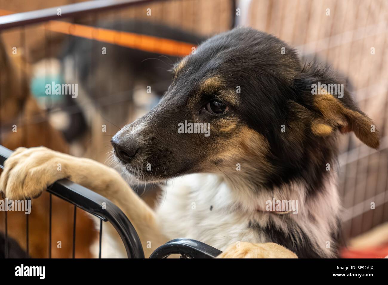 Un cane piccolo guarda fuori da un recinto interno con occhi pieni di speranza, catturando la vulnerabilità emotiva e lo spirito resiliente che si trova nell'adozione di animali Foto Stock