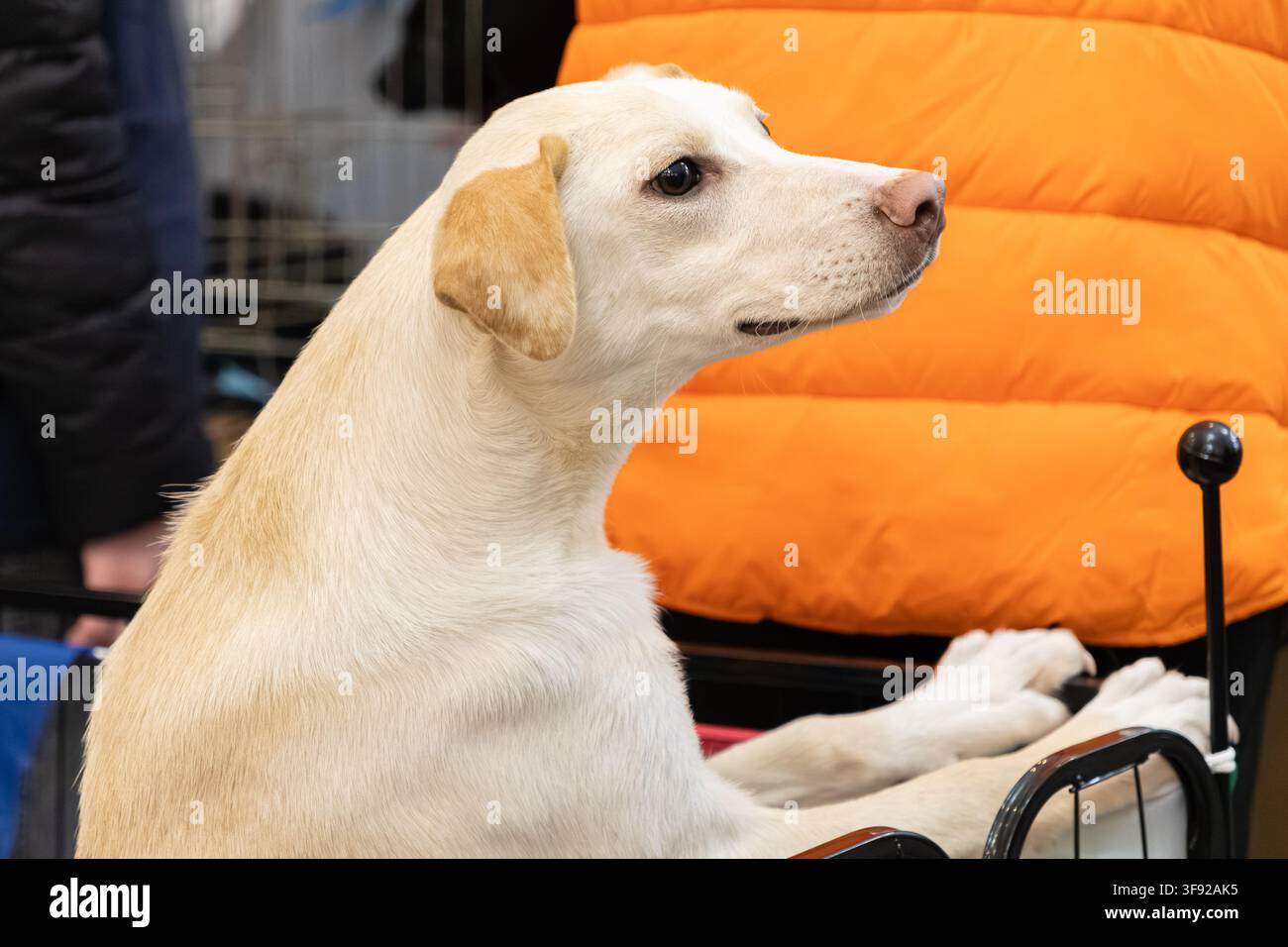 Un cane chiaro e attento appoggia le zampe su una struttura di carrello metallico, osservando l'ambiente con interesse, riflettendo il legame e la compagnia Foto Stock