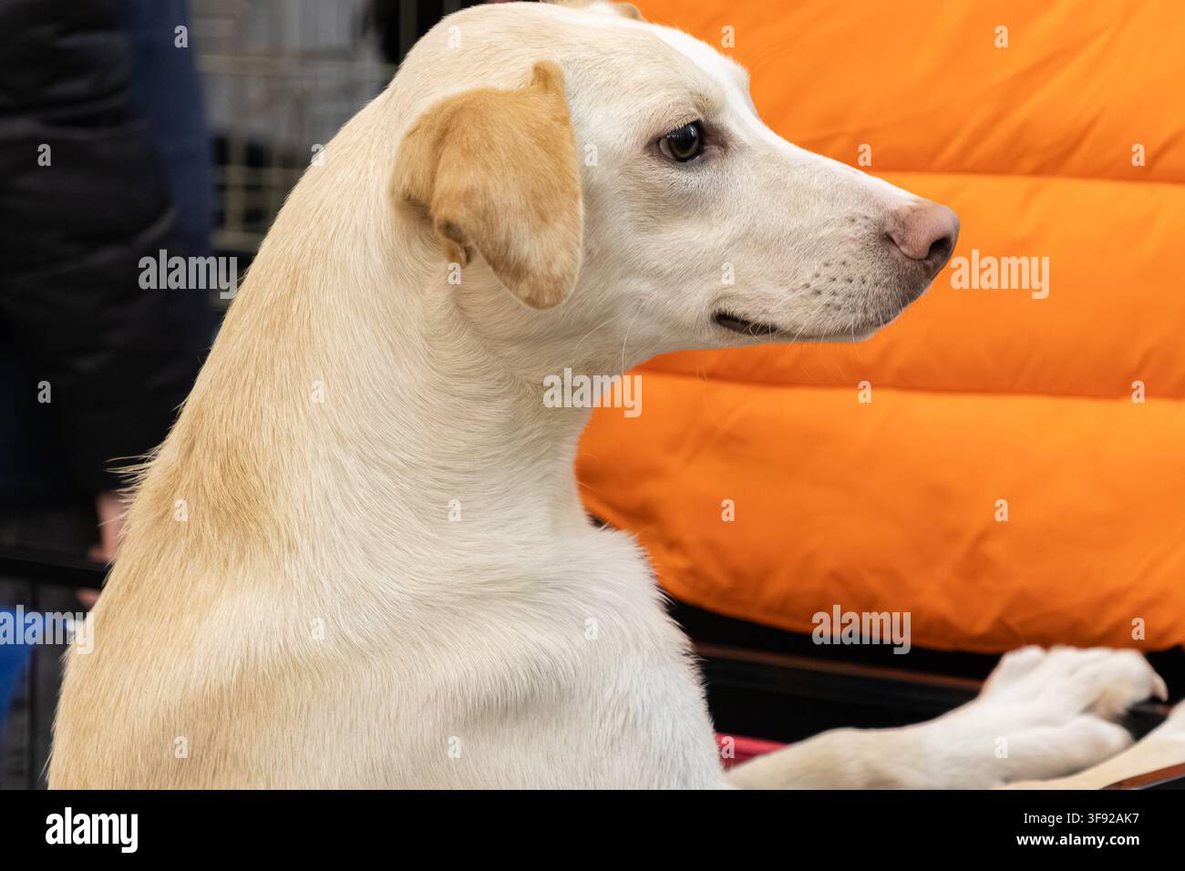 Un attento cane beagle fissa in avanti con uno sguardo gentile mentre posa al chiuso, riflettendo temi di salvataggio animale, fedeltà canina e alta qualità Foto Stock