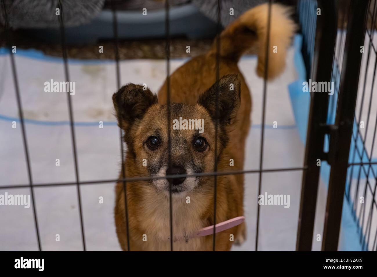 Un cucciolo di razza mista attento aspetta dietro le sbarre di metallo in una gabbia, rappresentando i temi del benessere animale, delle cure veterinarie e della compagnia in un c Foto Stock