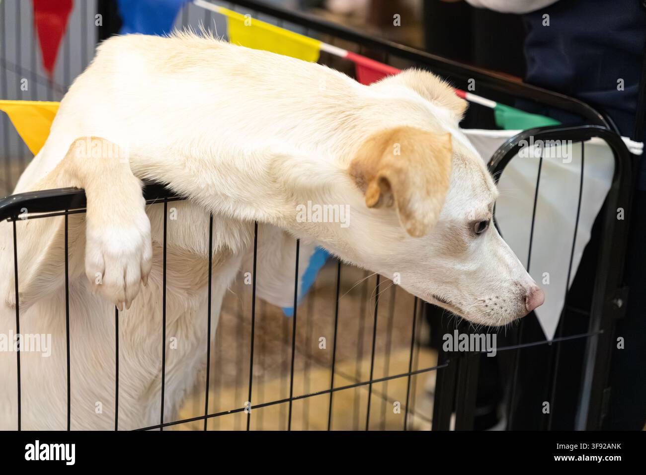 Un adorabile cane color crema fissa intensamente da un recinto metallico adornato con bandierine festive, catturando un momento commovente di speranza in un p locale Foto Stock