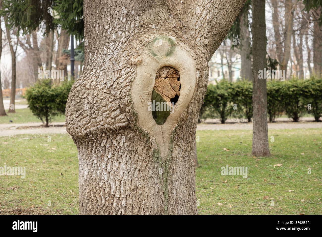Un nodo di forma ovale in una superficie ruvida di corteccia attira l'attenzione in un ambiente tranquillo da giardino, rappresentando i cicli di crescita e la bellezza strutturale unica Foto Stock