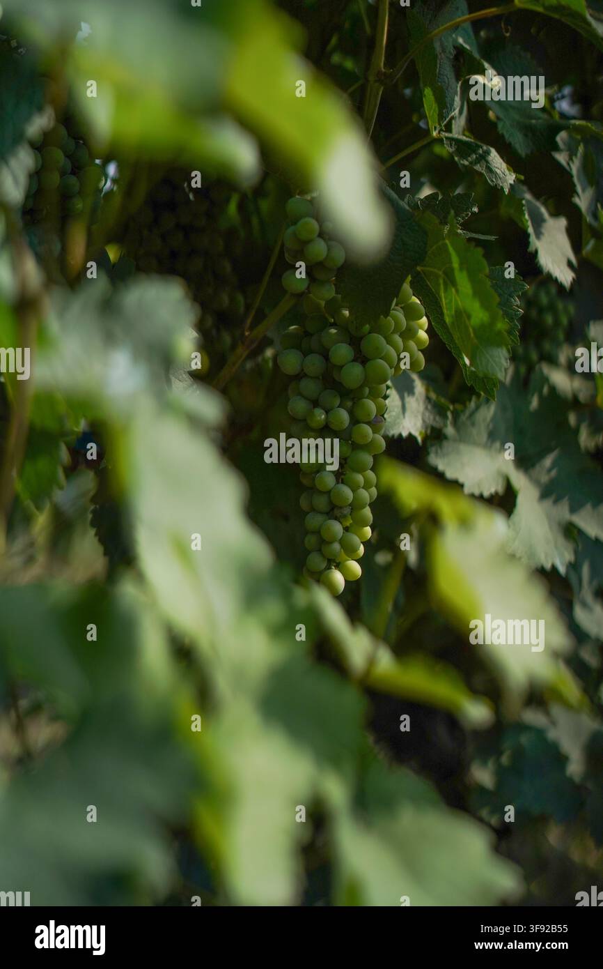 Uva verde immatura che cresce su una vite illuminata dal sole Foto Stock