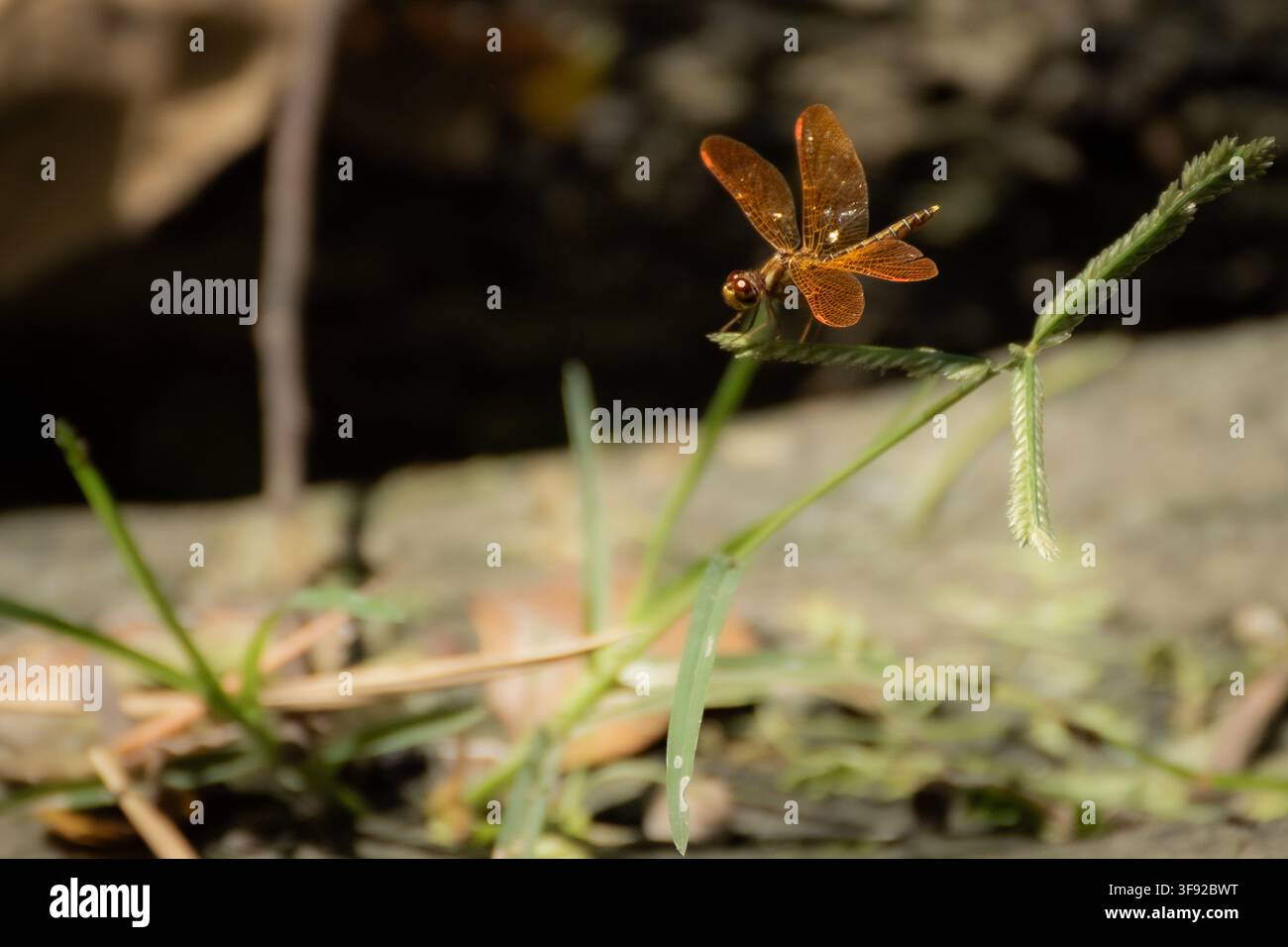 Libellula dalle ali ambrate che riposa su una pianta verde Foto Stock