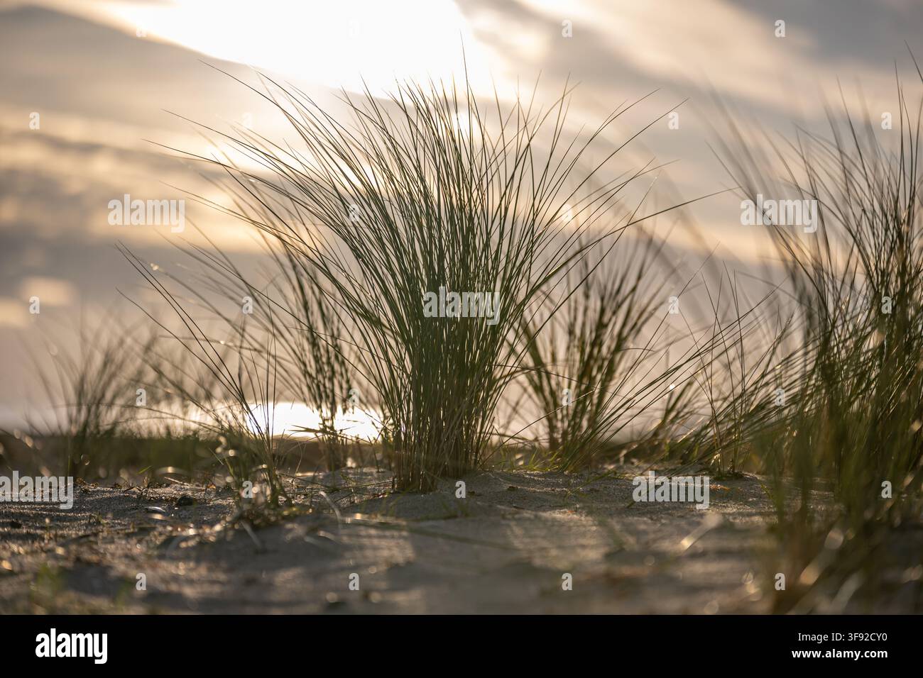 Dune sul Mar Baltico beach Foto Stock
