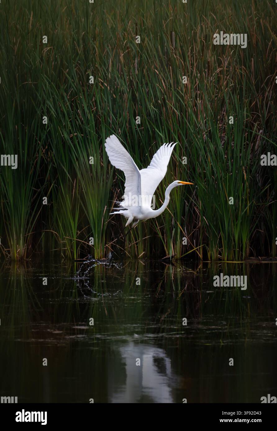 Elegante airone cenerino che prende il volo da una palude dell'Ontario, Canada Foto Stock