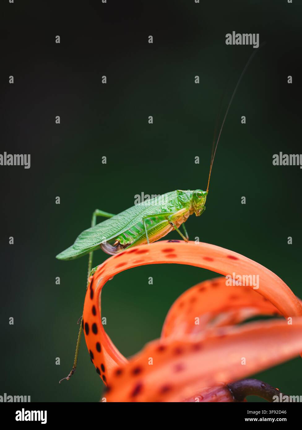 Insetto cavallette verde si posa su un vibrante giglio tigrato arancione Foto Stock