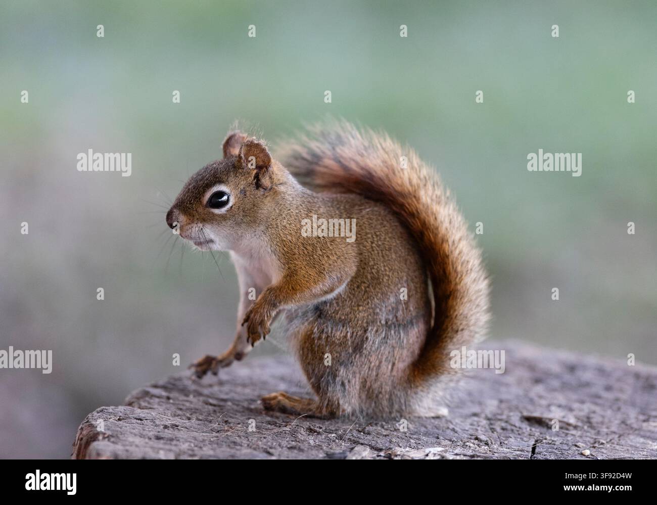Scoiattolo rosso attento si ferma su un ceppo d'albero Foto Stock