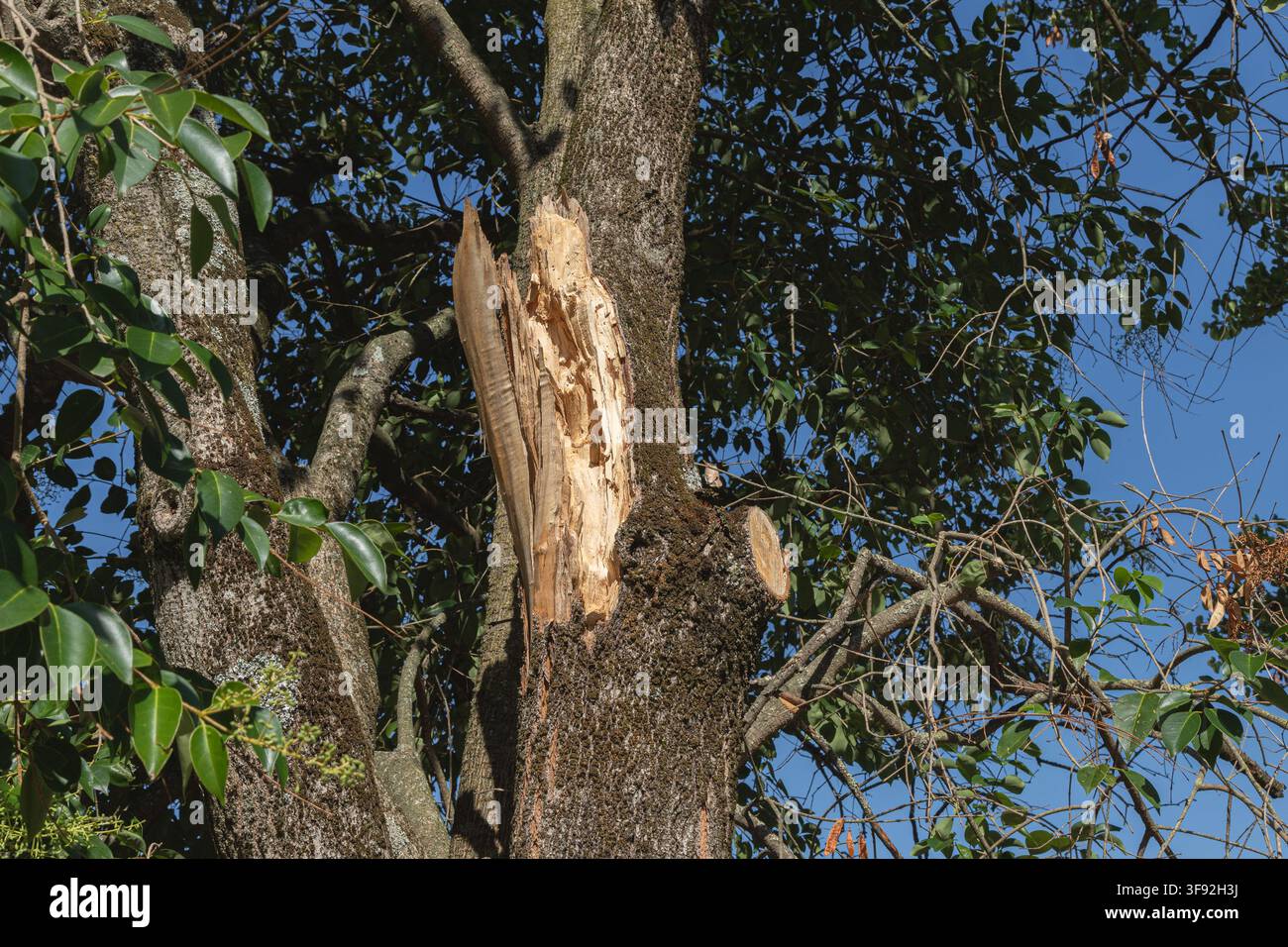 Prima di un tronco d'albero rotto dopo una burrasca. Foto Stock