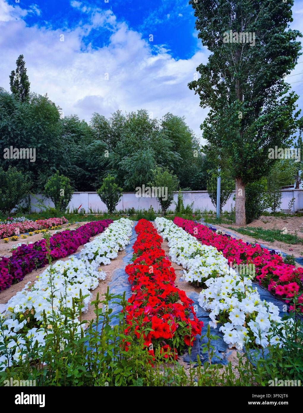 File di fiori di petunia rossi, bianchi e viola vivaci - Immagine stock catturata con smartphone