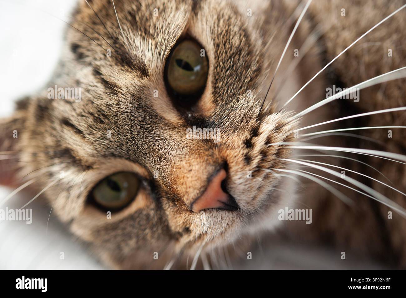 Ritratto ravvicinato di un gatto domestico tigrato marrone con occhi verdi, naso rosa e lunghe baffi bianchi, fotografato in luce naturale soffusa Foto Stock
