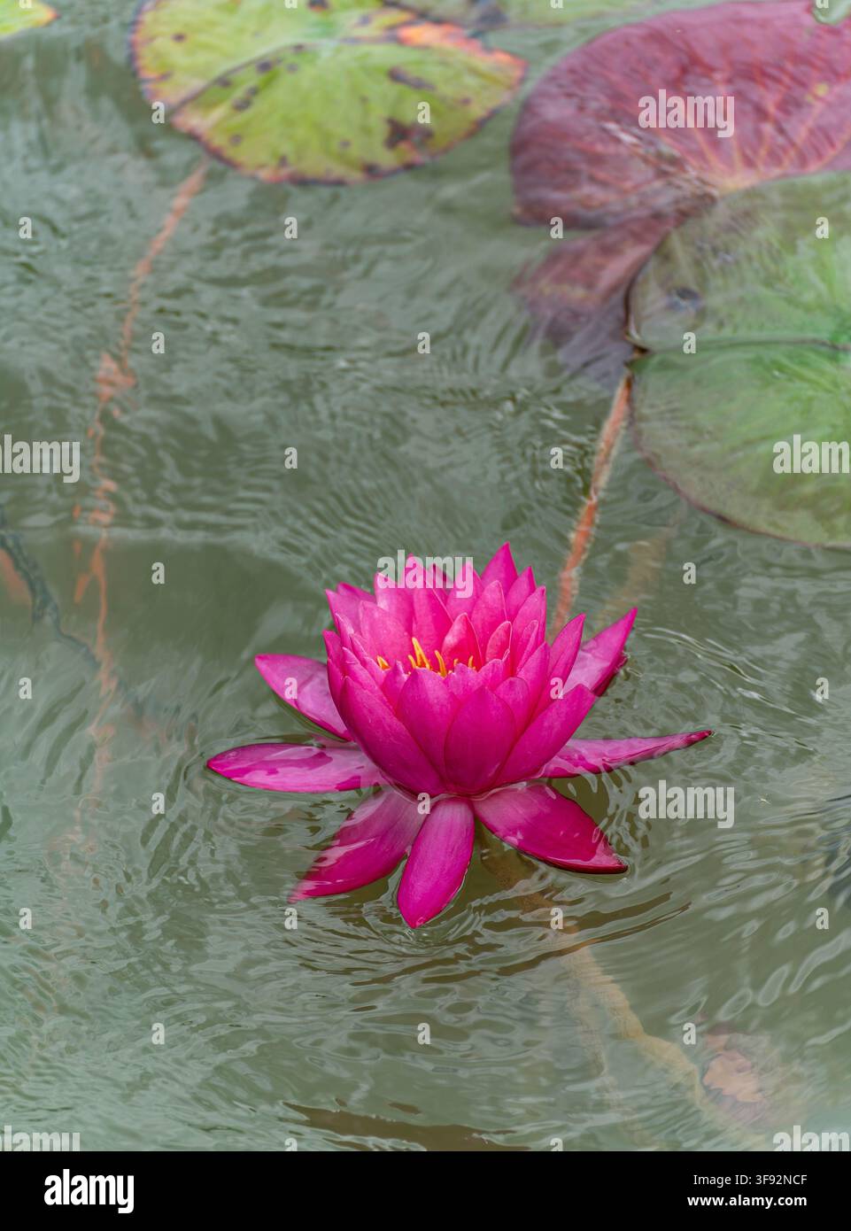 Nymphaea 'Mayla' ninfea rosa vivace in fiore sull'acqua increspata dello stagno Foto Stock