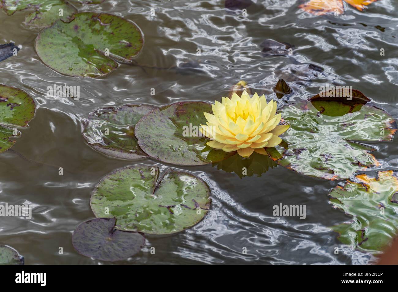Nymphaea 'Perry's Double Yellow' ninfea doppia giallo pallido che fiorisce tra le foglie di ninfea bagnate in uno stagno da giardino Foto Stock