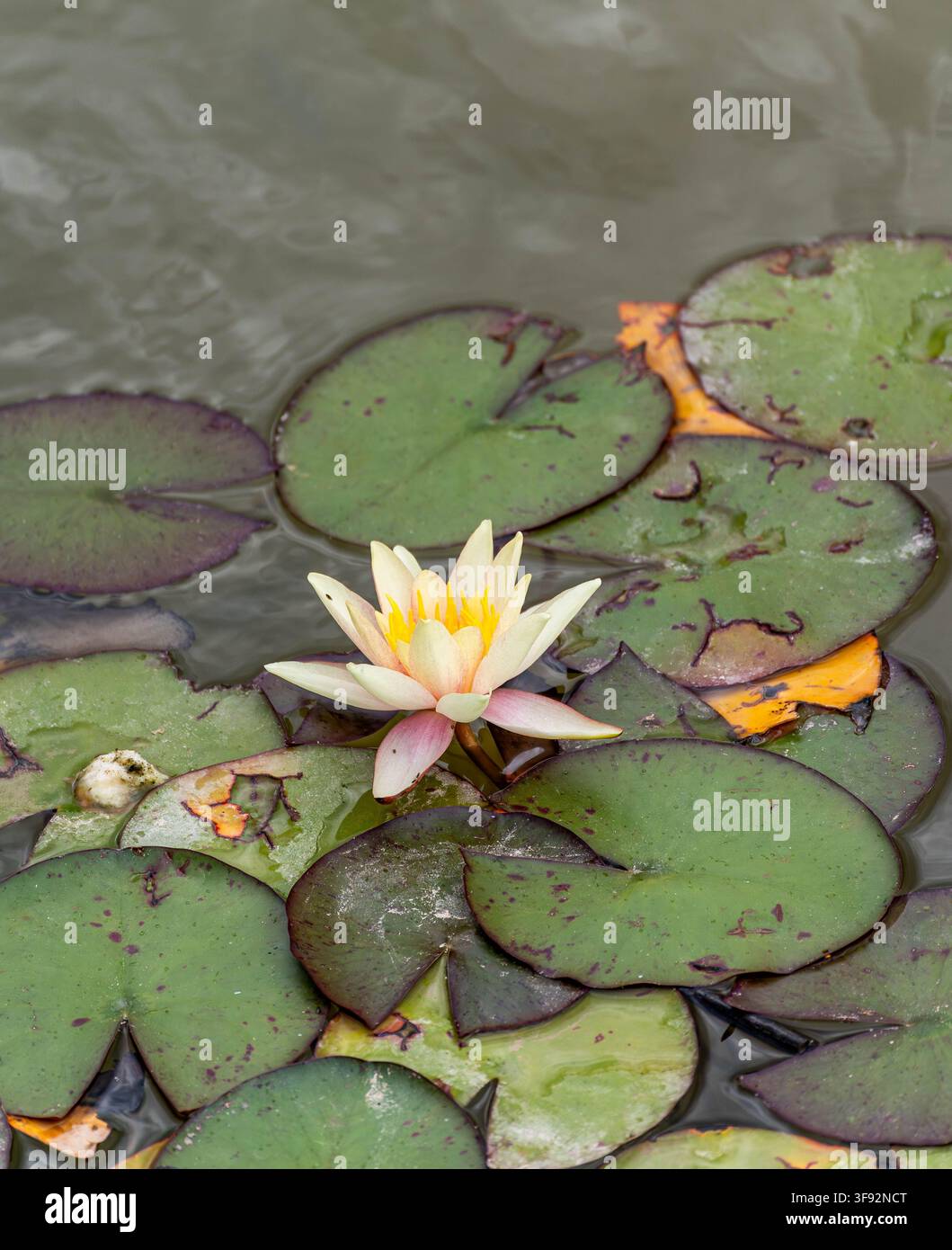 Nymphaea 'Sioux' crema, ninfea gialla e rosa che fiorisce tra le foglioline maculate in uno stagno da giardino Foto Stock