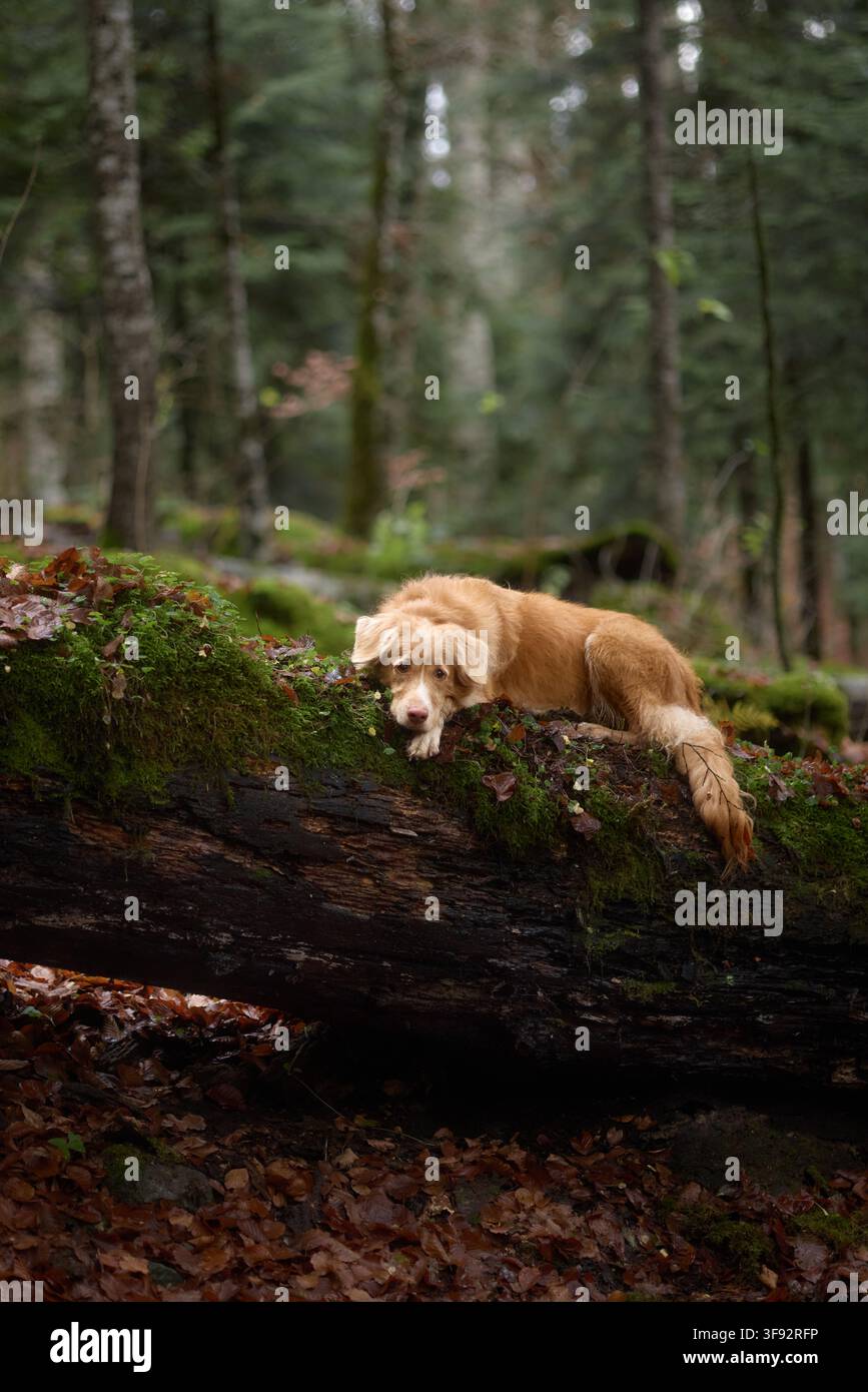 Un Nova Scotia Duck Tolling Retriever si trova su un grande tronco d’albero ricoperto di muschio in una foresta silenziosa. Il cane sembra concentrato, con la coda abbassata e la testa Foto Stock