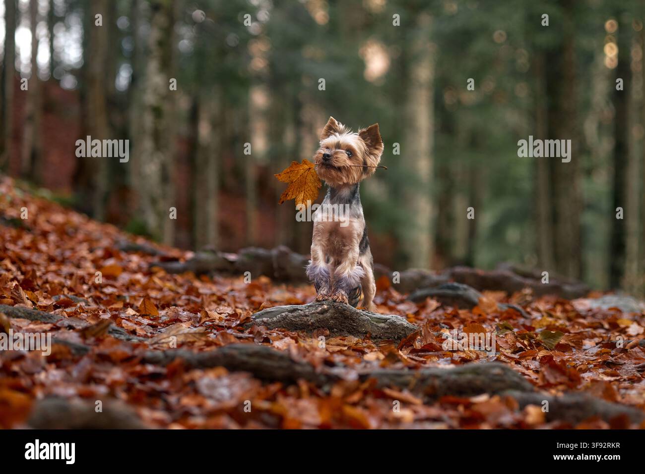 Uno Yorkshire Terrier cammina tra foglie cadute lungo un sentiero naturale del bosco. Il movimento è dolce e giocoso. Foto Stock