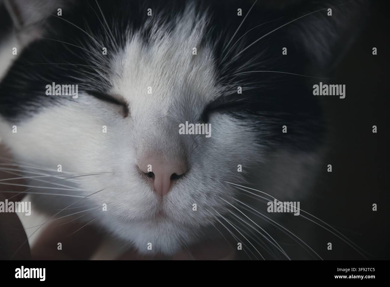 Prima piano di un gatto bianco e nero che ama essere accarezzato sotto il mento Foto Stock