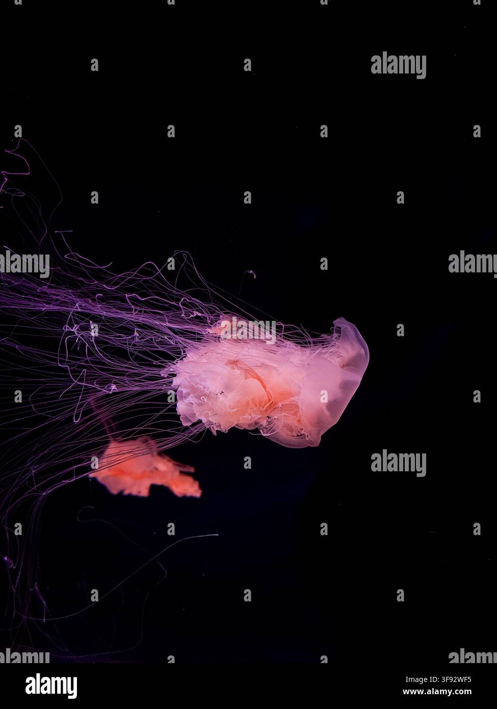 Un'elegante medusa galleggia nell'abisso oscuro, enfatizzando il movimento fluido e la luce eterea come simbolo di mistero oceanico, natura pacifica e affascinante Foto Stock