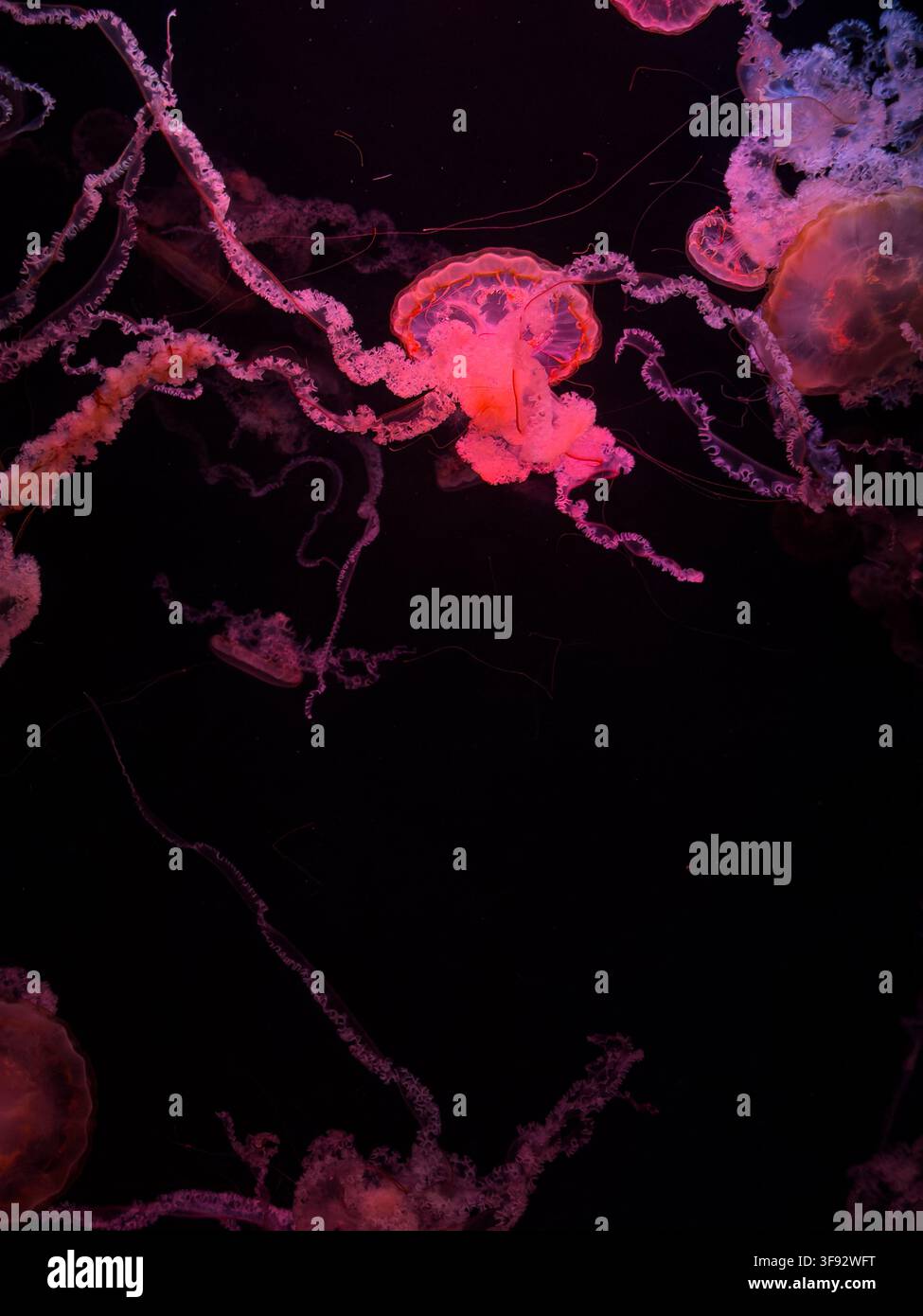 Meduse rosa luminose che fluttuano nell'acqua scura in questa cattura eterea, evidenziando la delicata bioluminescenza e il movimento fluido trovati all'interno di t Foto Stock
