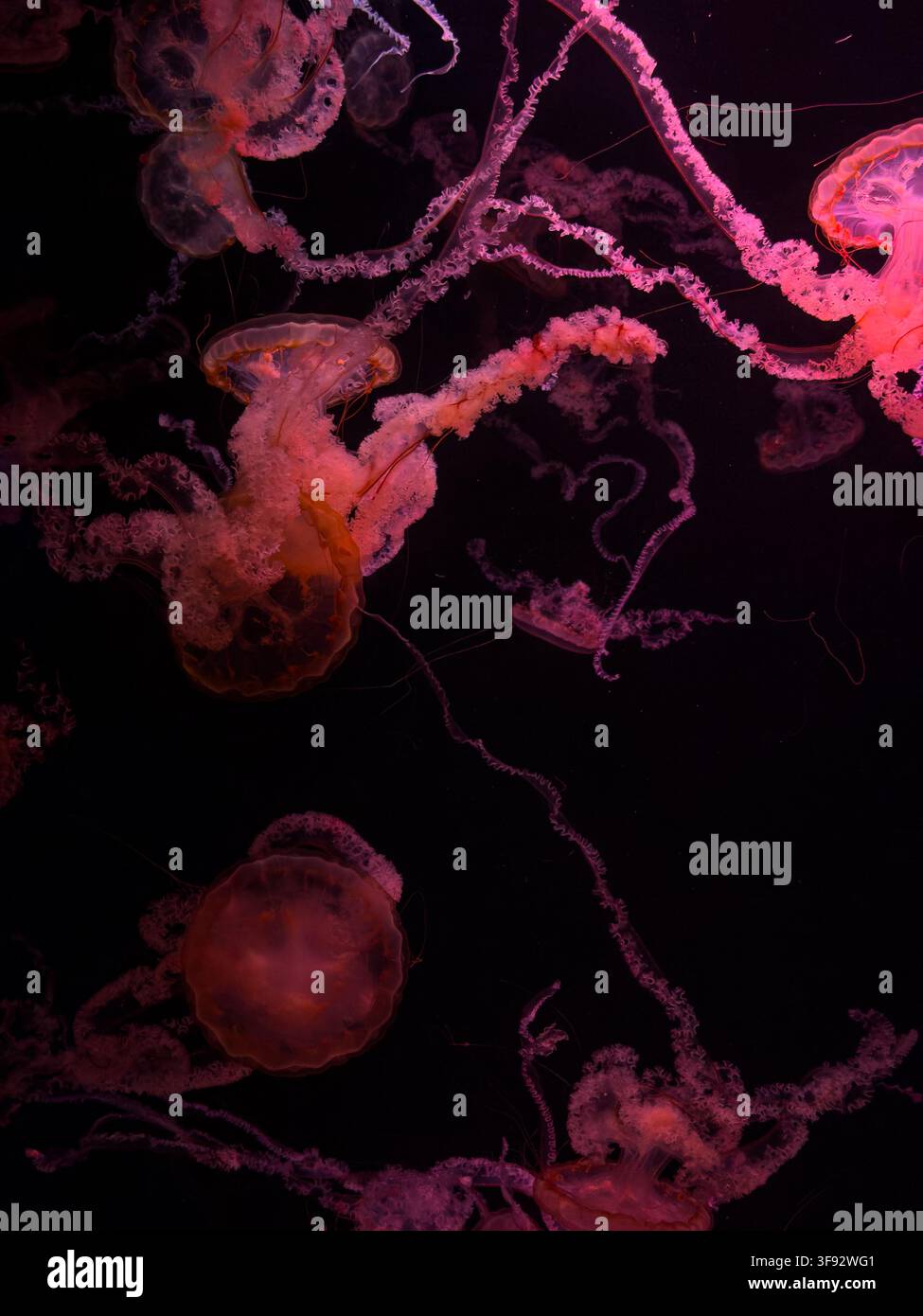Le meduse bioluminescenti si muovono con grazia attraverso le profondità nere dell'oceano, catturando la bellezza tranquilla e surreale delle creature acquatiche in un mesmerizi Foto Stock