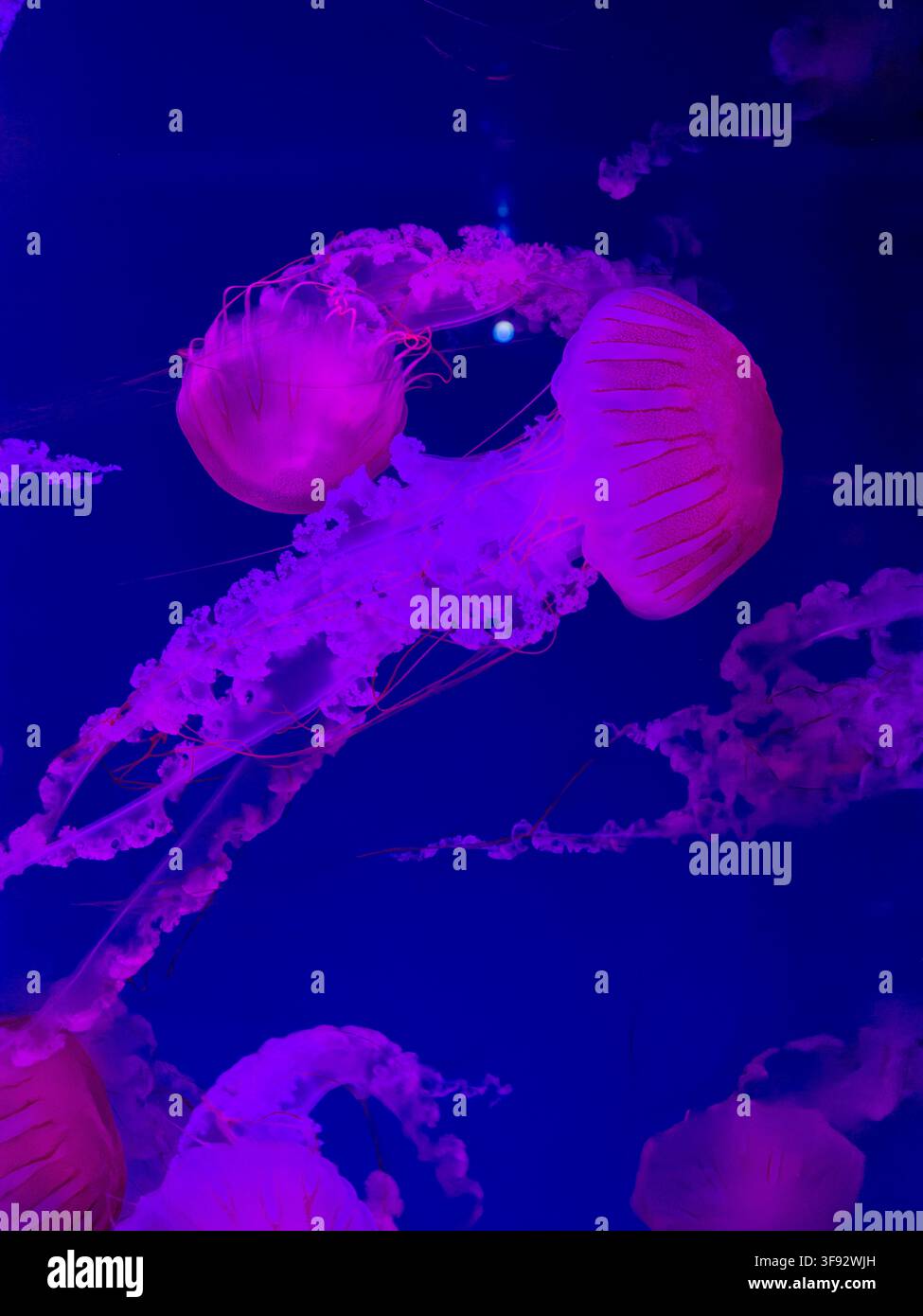 Vibranti meduse galleggiano nell'acqua blu scuro illuminata da luce viola, mostrando tentacoli delicati e campane pulsanti che trasmettono un senso di calma Foto Stock