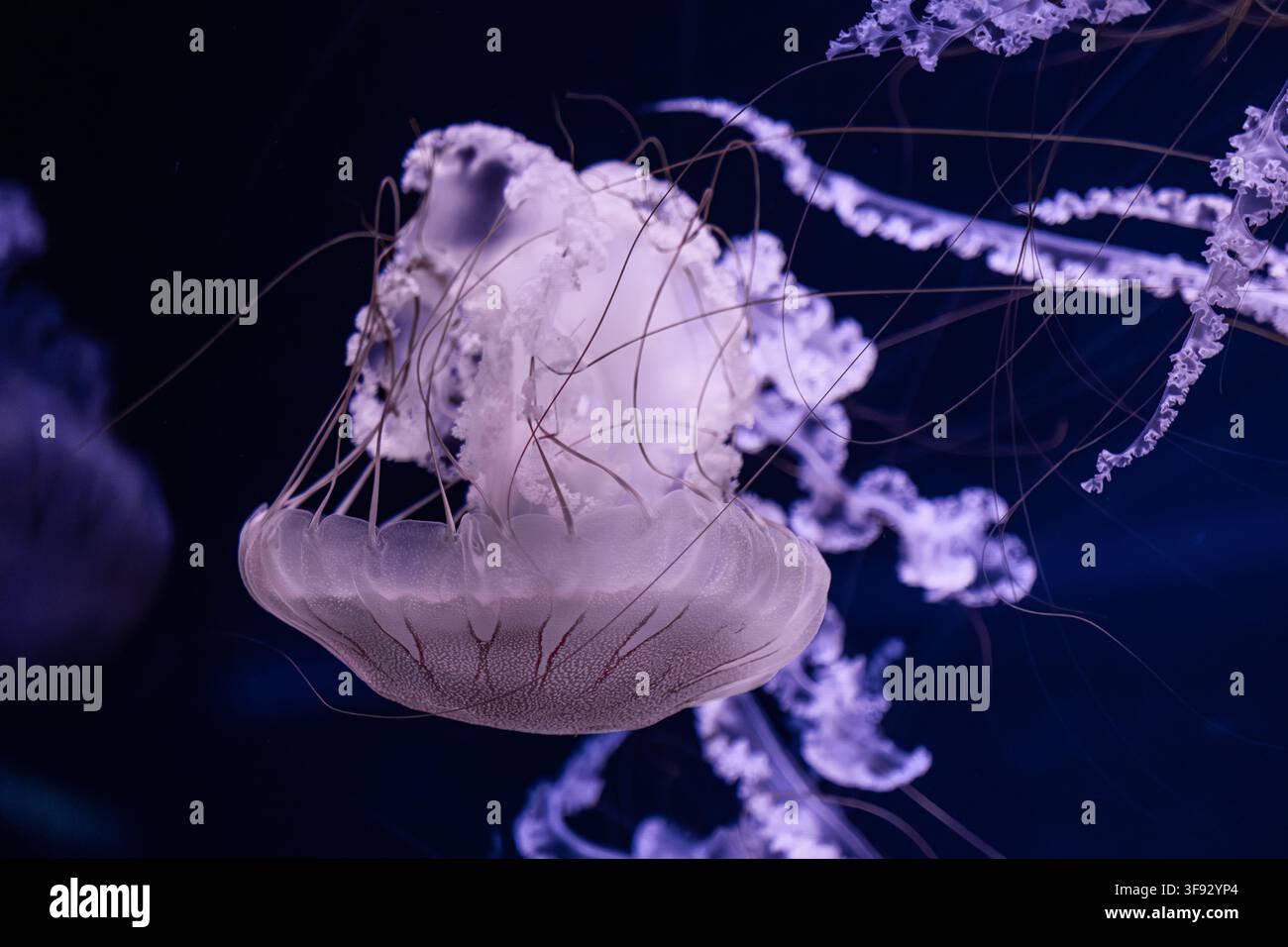 Un'elegante medusa galleggia attraverso l'abisso oscuro, mostrando schemi intricati e movimenti ritmici che catturano la bellezza affascinante del mare Foto Stock