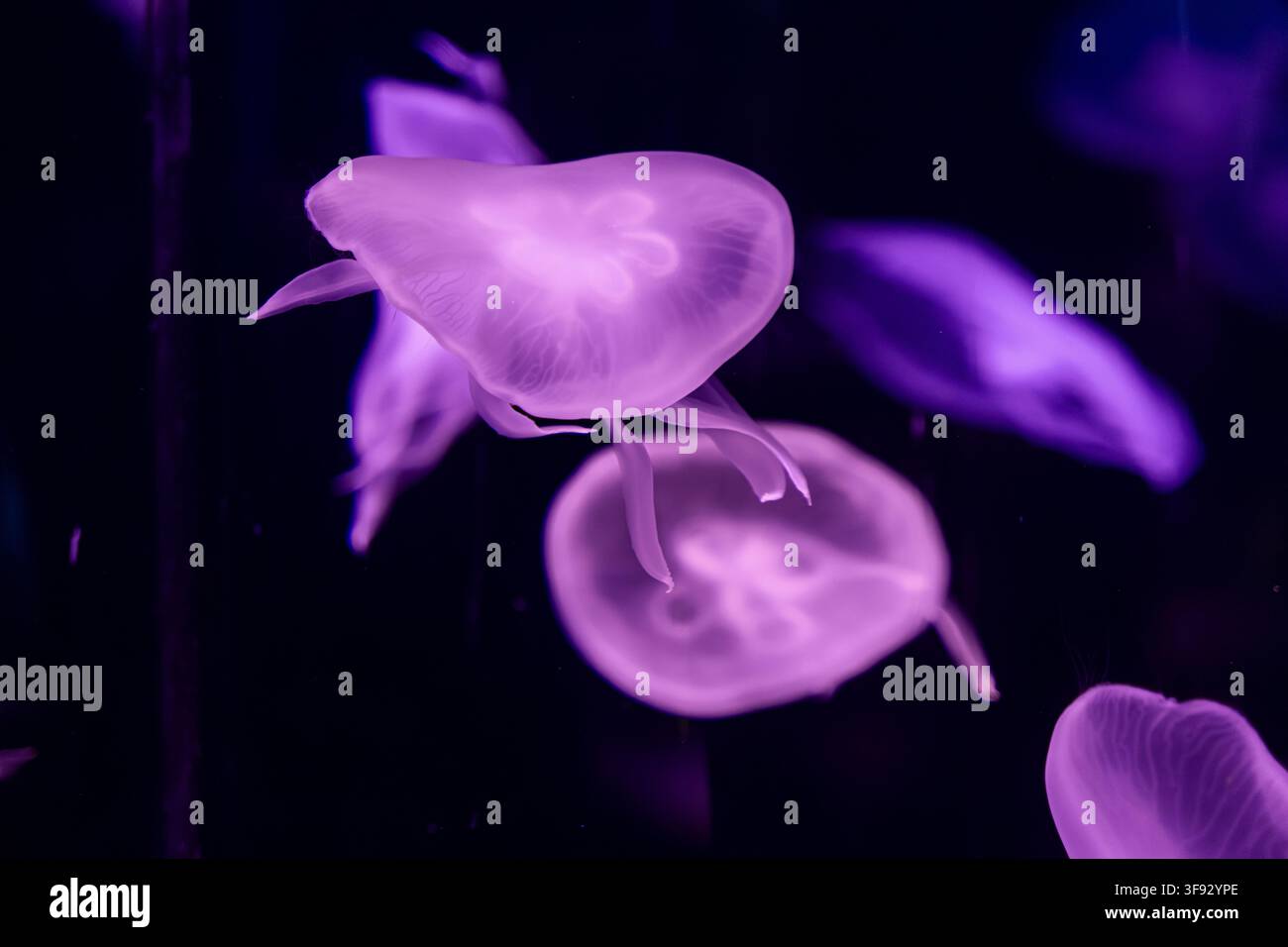 Un gruppo di vibranti meduse lunari viola galleggia attraverso l'acqua scura, mostrando eleganti texture bioluminescenti che rappresentano la pace, la bellezza acquatica, un Foto Stock