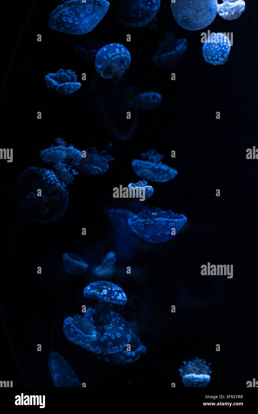 Piccole meduse traslucide fluttuano attraverso un ambiente subacqueo nero come la pece, dove creature bioluminescenti evidenziano la bellezza fragile e la meraviglia Foto Stock