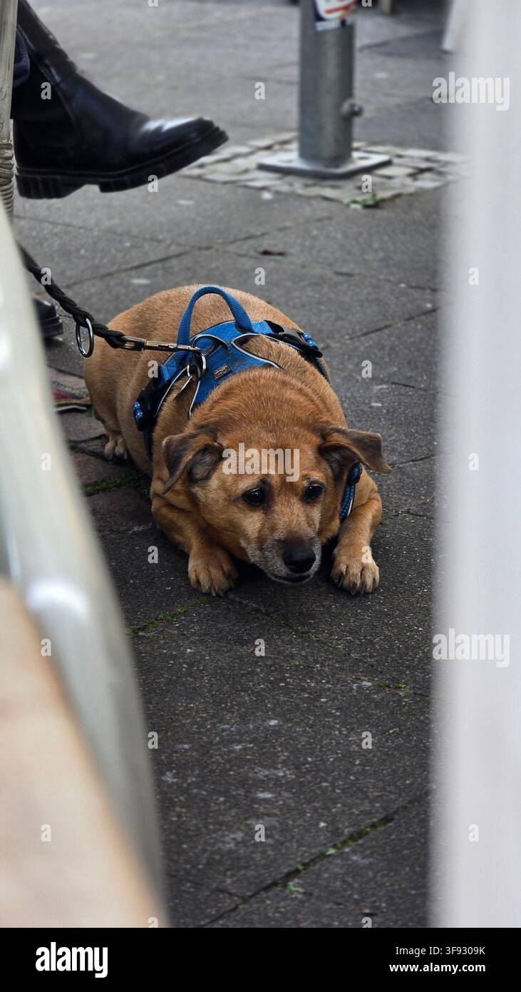 Cane marrone con un'imbracatura blu che riposa su un marciapiede mentre è attaccato a un guinzaglio a Colonia, Germania. - Immagine stock catturata con smartphone