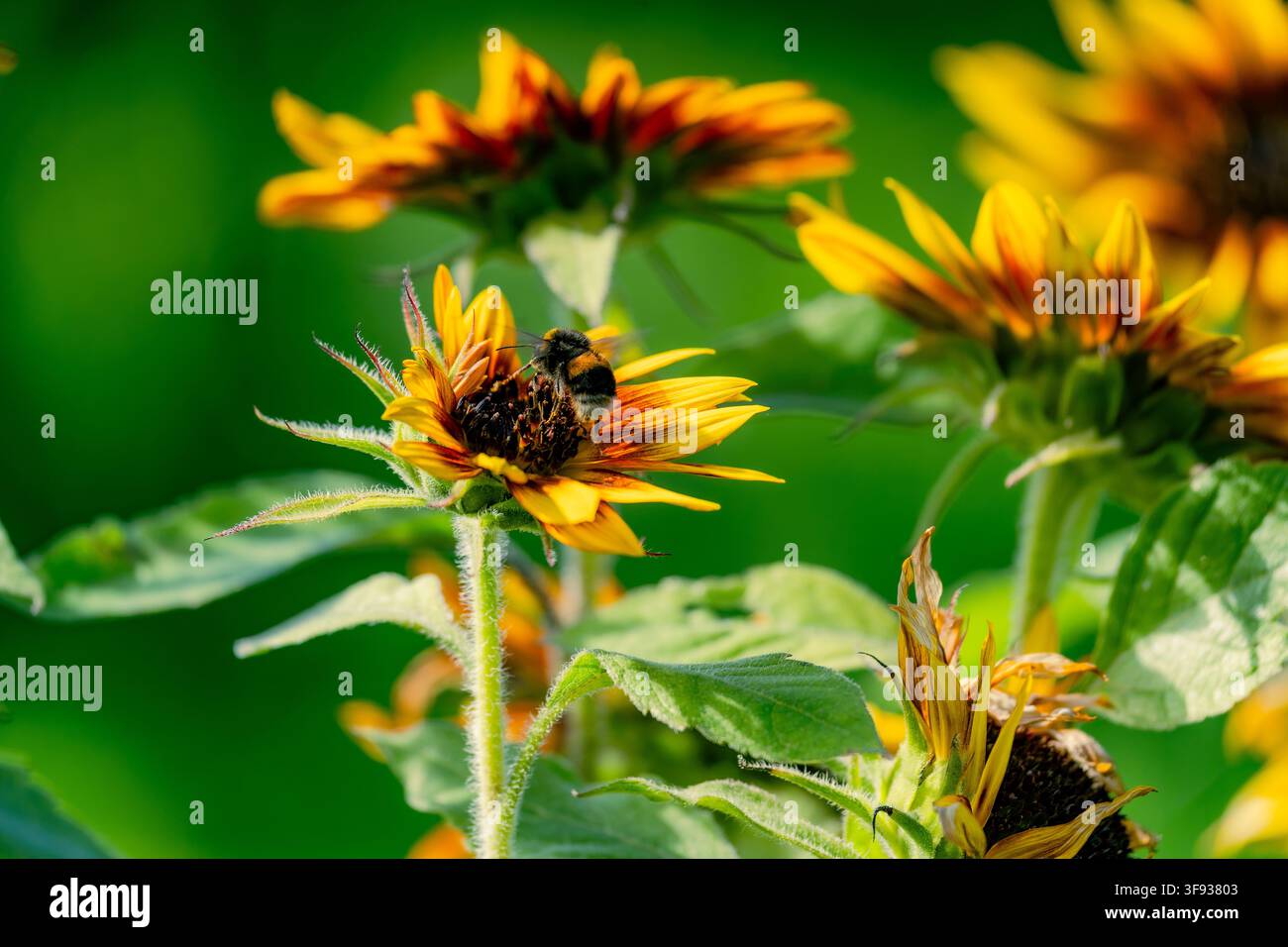 Un bombus che si nutre di un piccolo girasole rosso e giallo tra foglie verdi e diverse fioriture colorate, fotografato alla luce naturale del giorno. Foto Stock