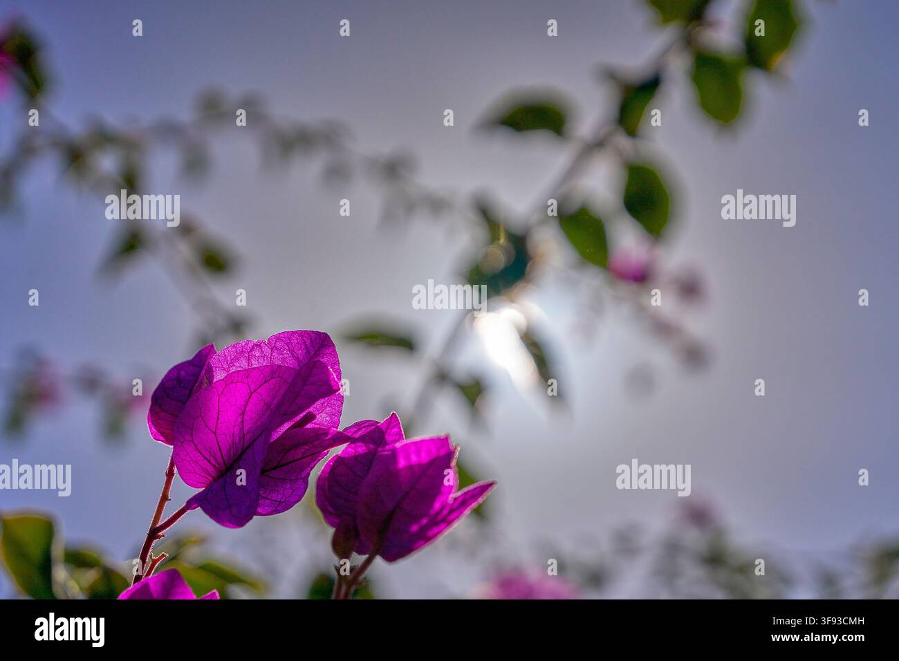 Vibranti fiori di bougainvillea viola nella luce soffusa del giardino a Lanzarote, Isole Canarie, Spagna Foto Stock