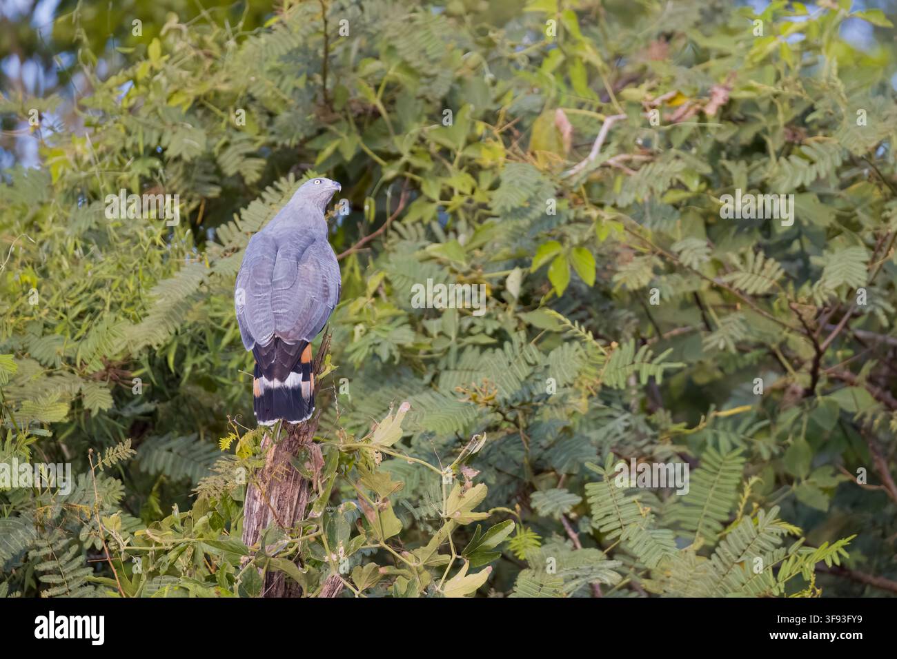 Falco della gru appollaiato su un albero a Porto Jofre Pantanal Brasile Foto Stock