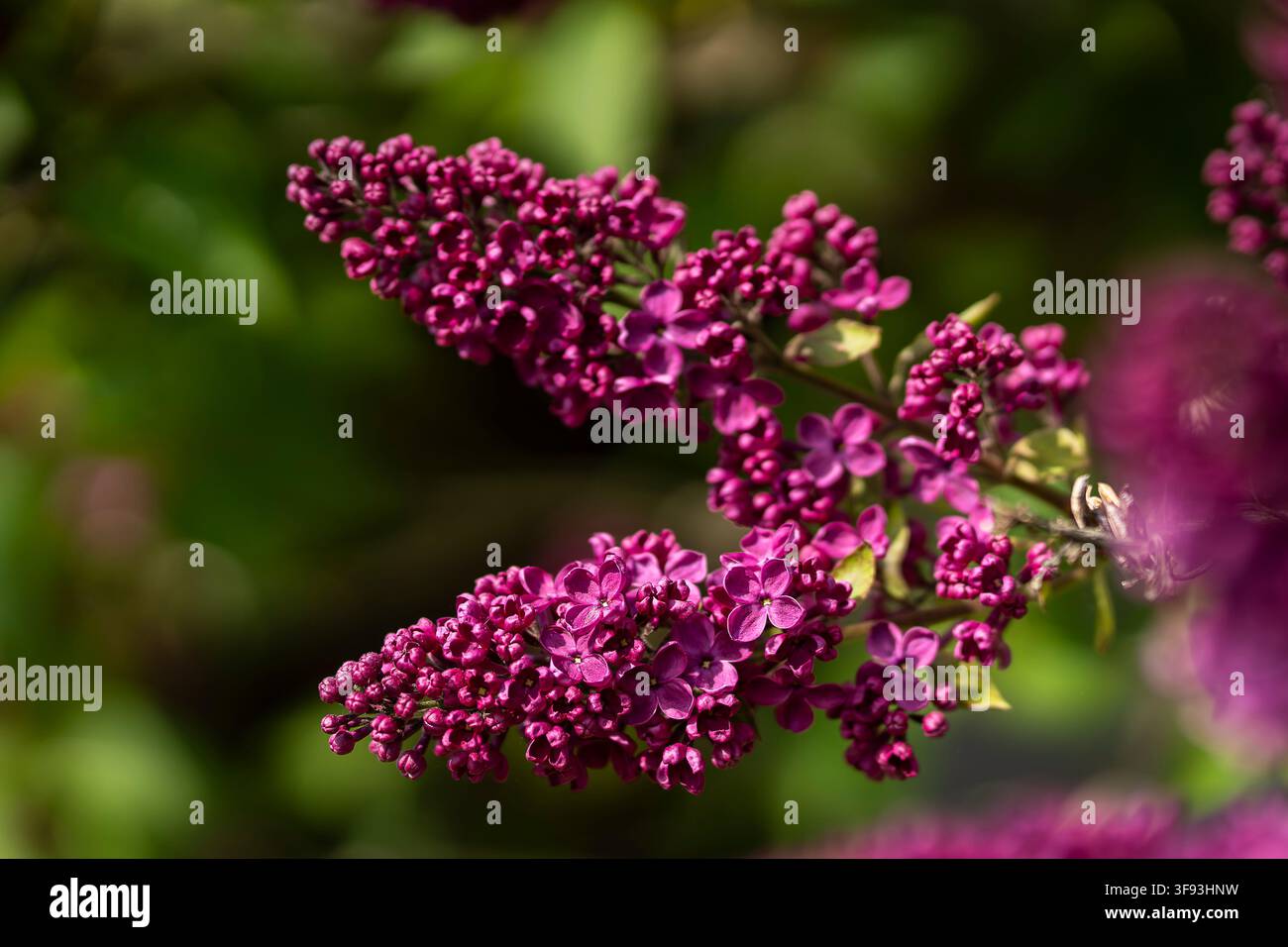 Syringa vulgaris (lillà comune) con abbondanti panicoli di fiori viola magento scuro in fiore, un arbusto ornamentale profumato ampiamente utilizzato nei giardini. Foto Stock