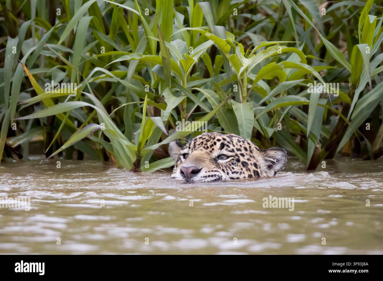 Jaguar che nuota Porto Jofre Pantanal Brasile Foto Stock