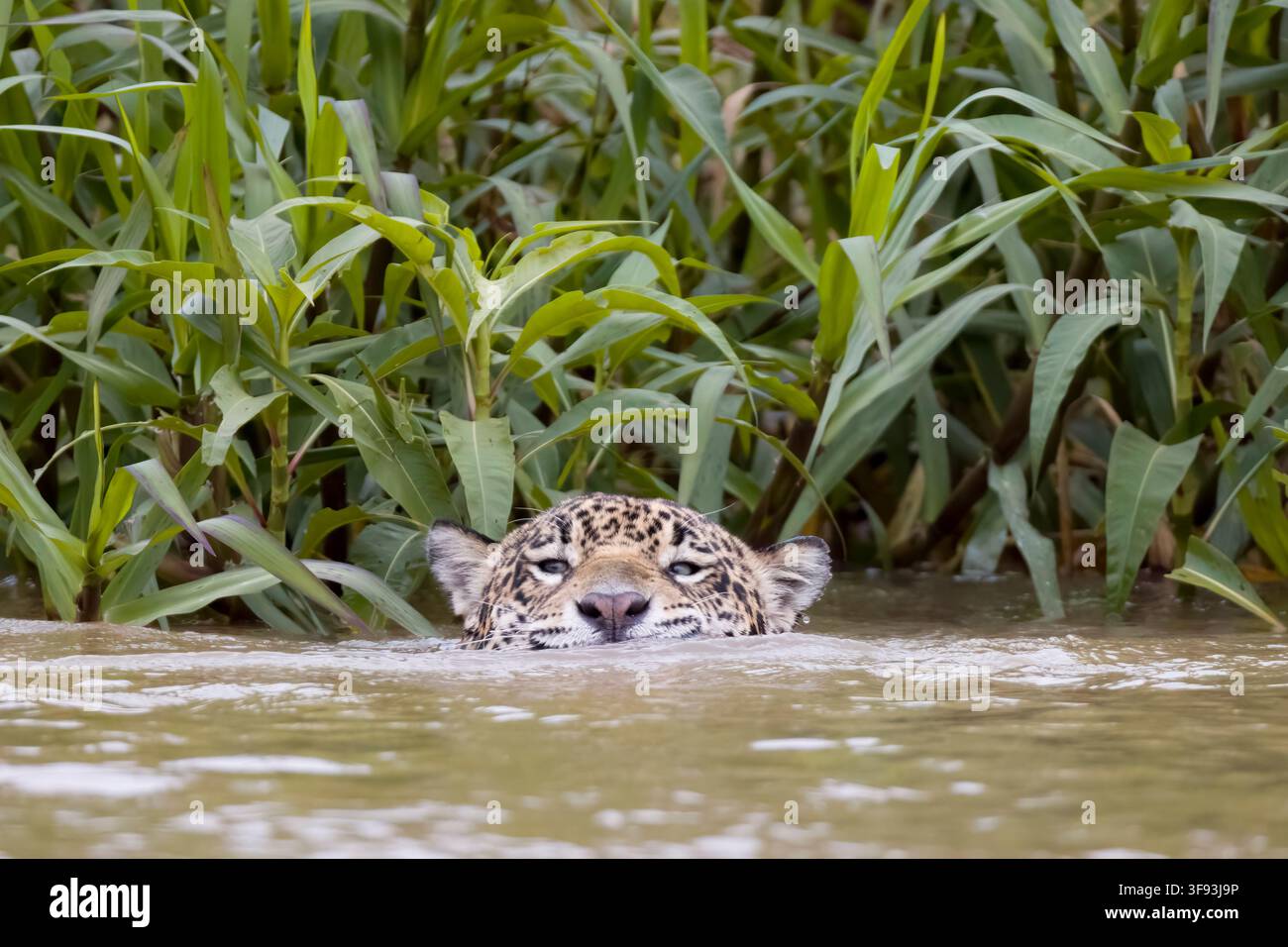 Jaguar che nuota Porto Jofre Pantanal Brasile Foto Stock