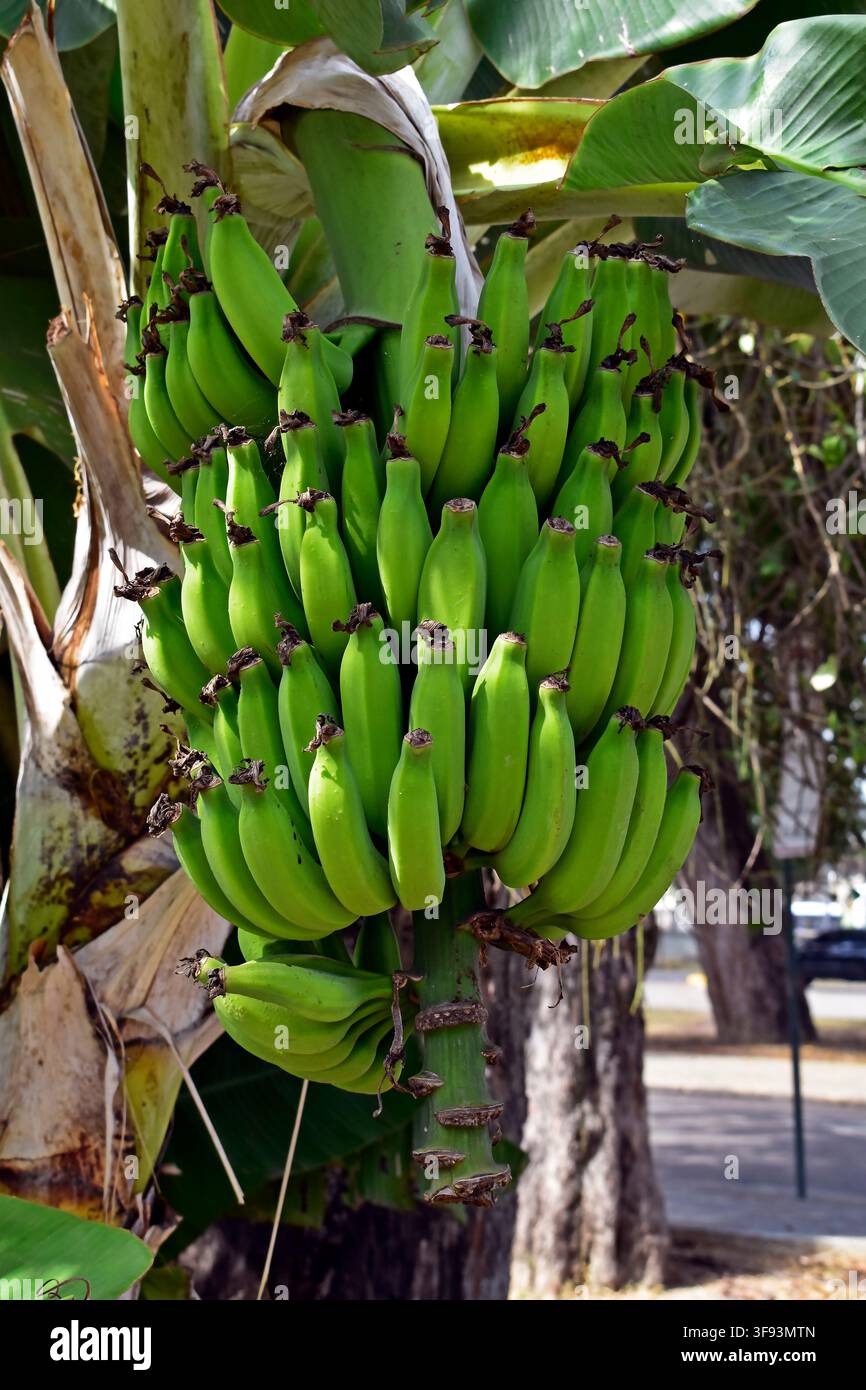 Mazzo di banane verdi su un albero a Rio de Janeiro, Brasile Foto Stock