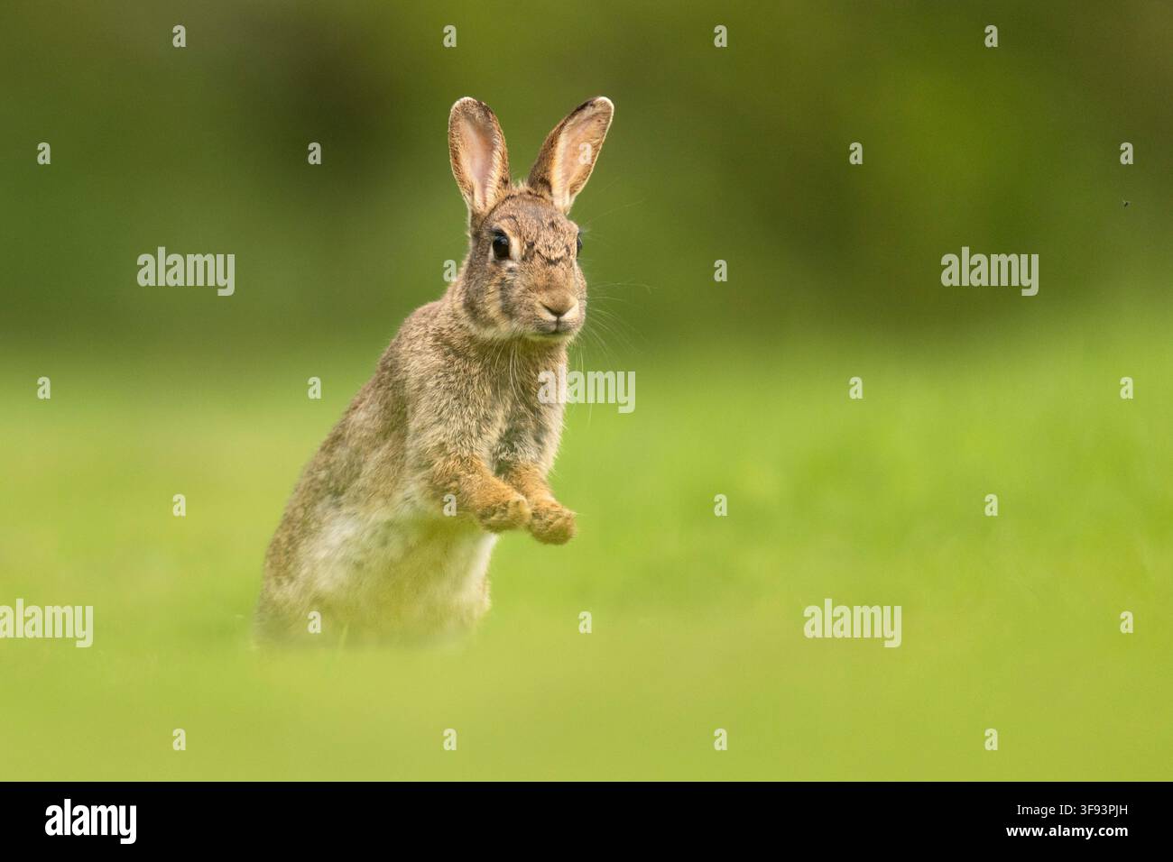 Coniglio nel mezzo del salto in un campo. Foto Stock